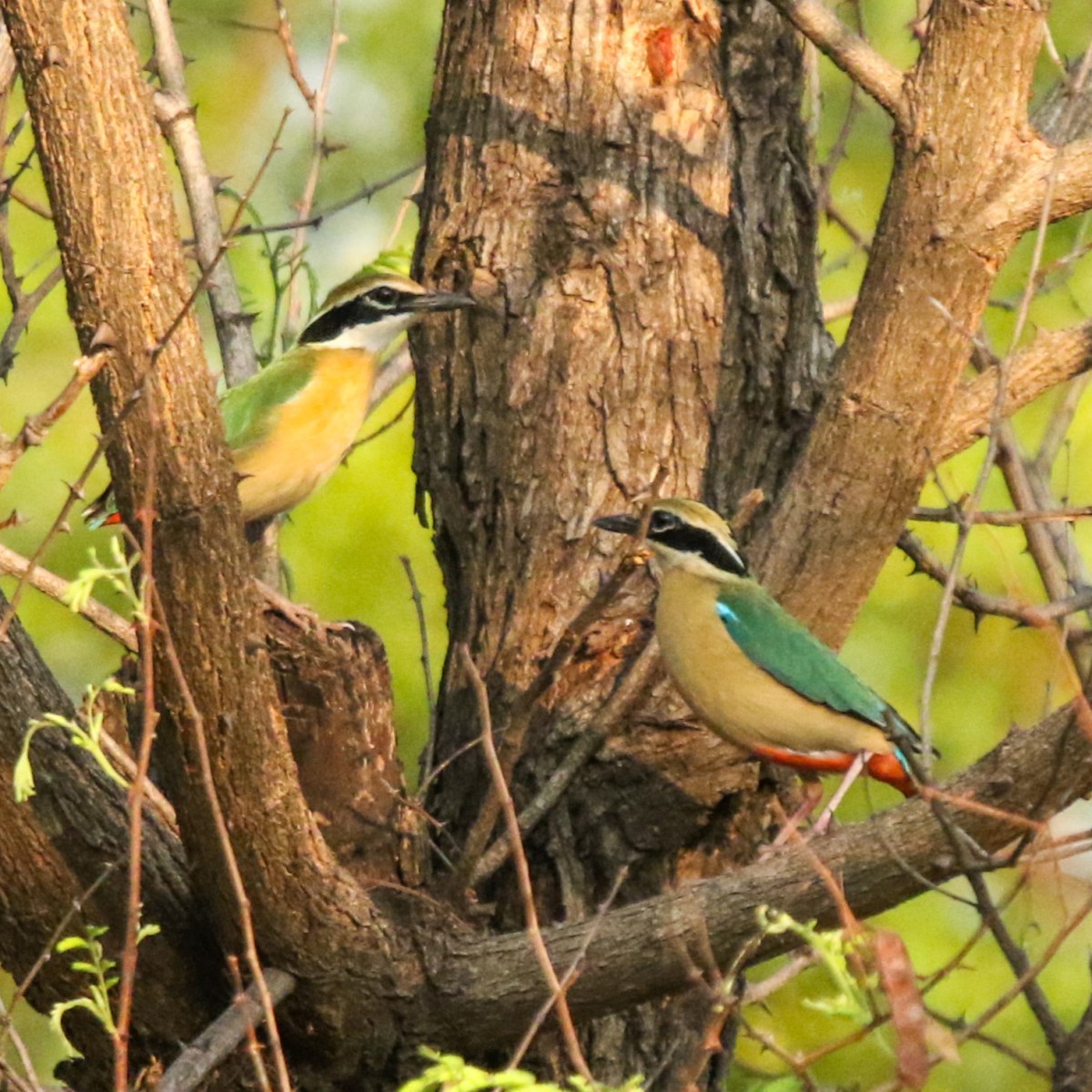 Indian Pitta – The Summer&nbsp;Rainbow