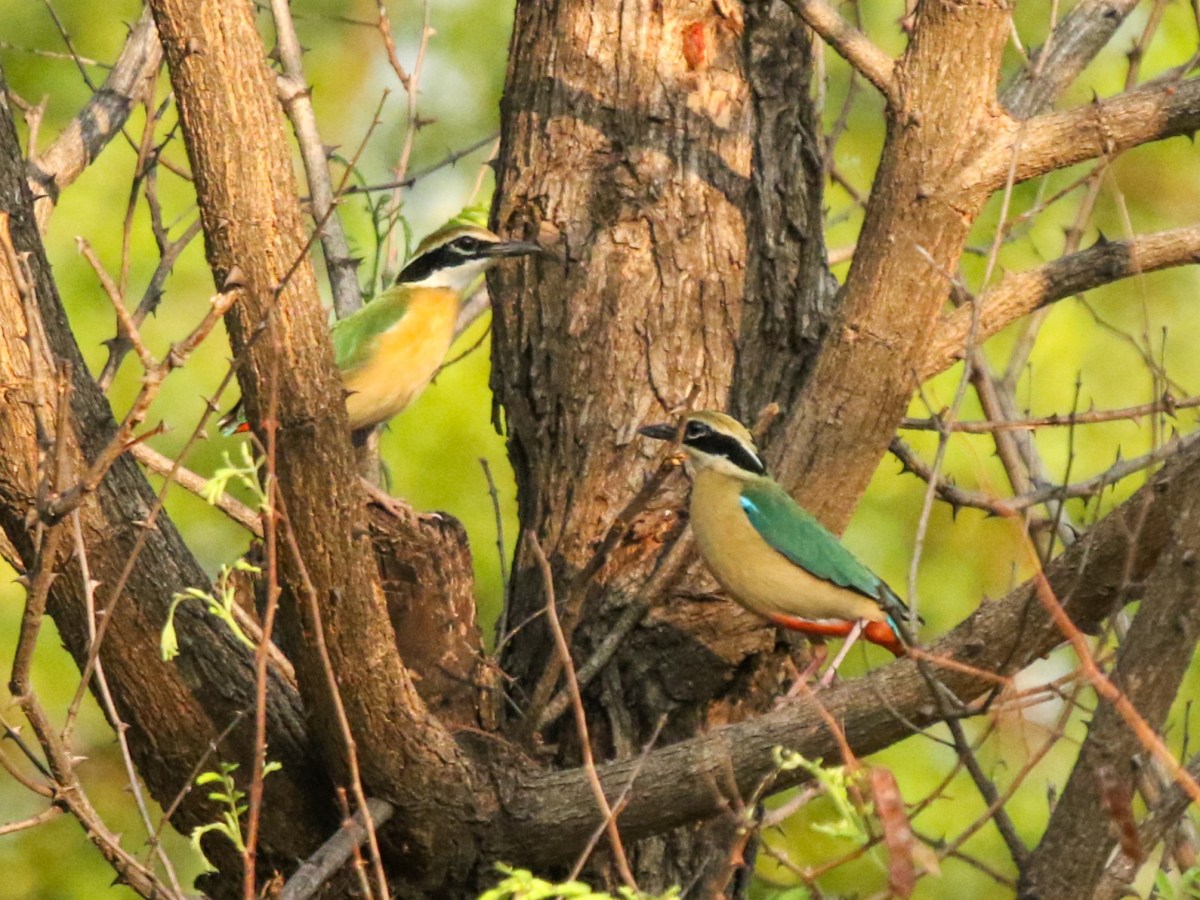 Indian Pitta – The Summer&nbsp;Rainbow