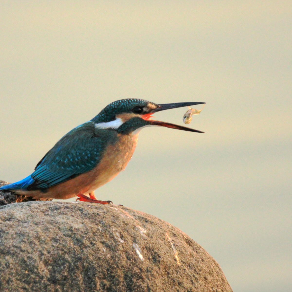 Kingfisher – A Birder’s&nbsp;Delight