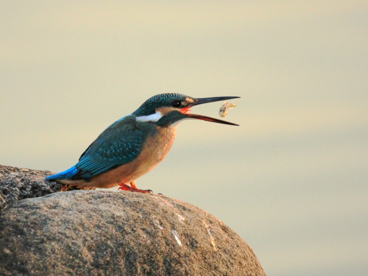 Kingfisher – A Birder’s&nbsp;Delight
