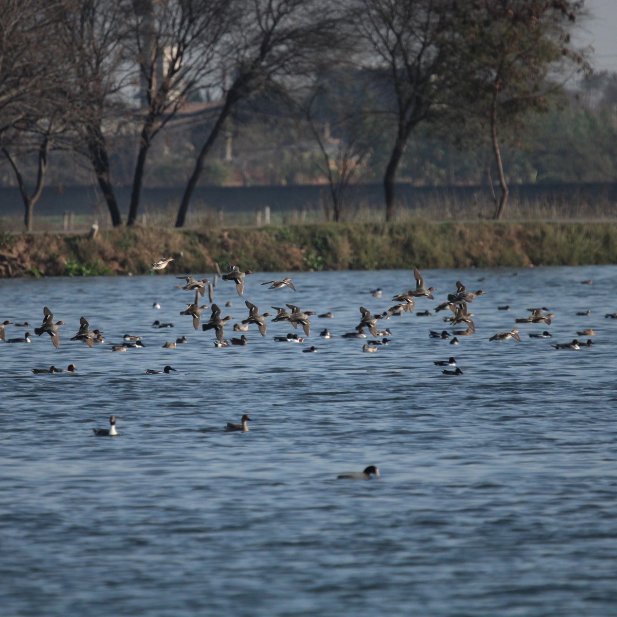 Mote Majra Wetland- A perfect homestay for winged&nbsp;guests
