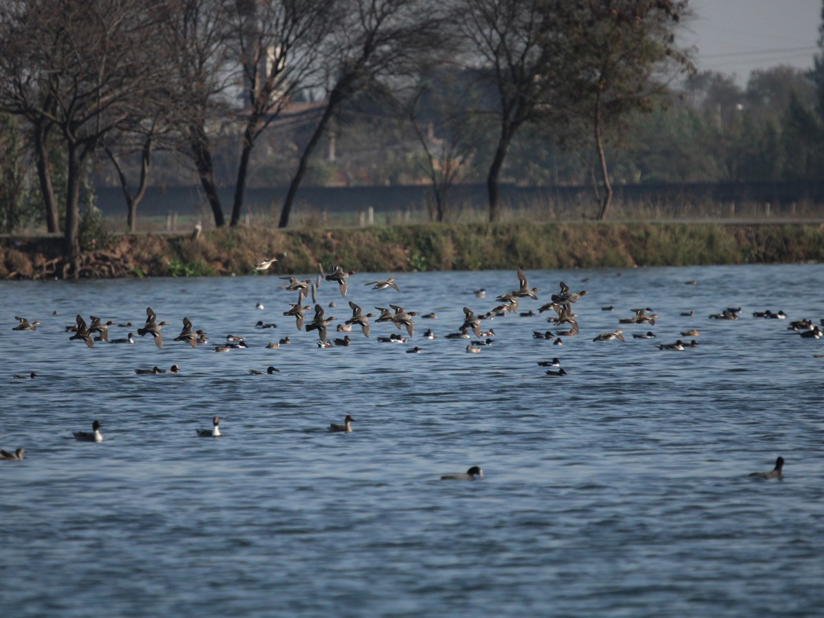 Mote Majra Wetland- A perfect homestay for winged&nbsp;guests