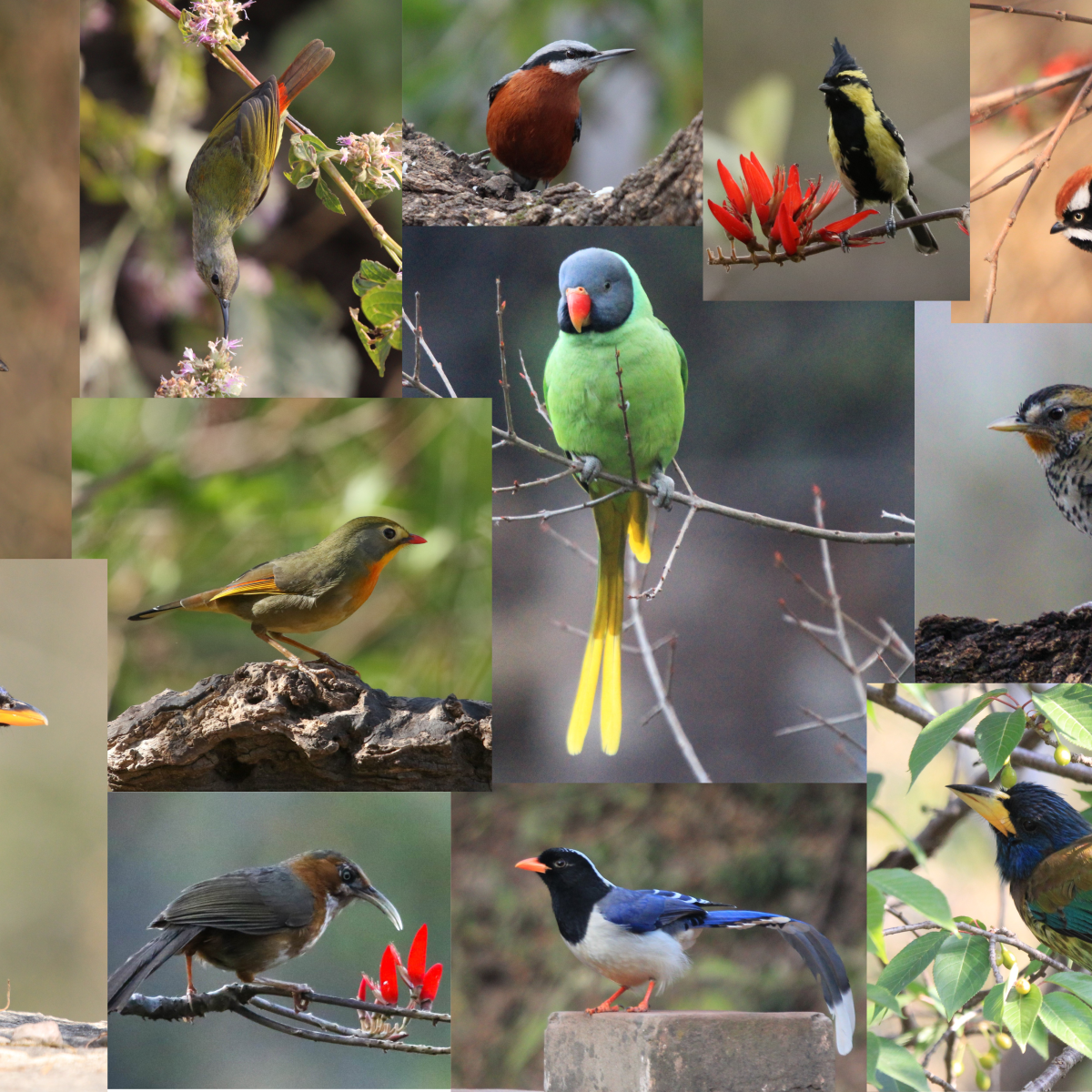 The Chakki Mor&nbsp;Files