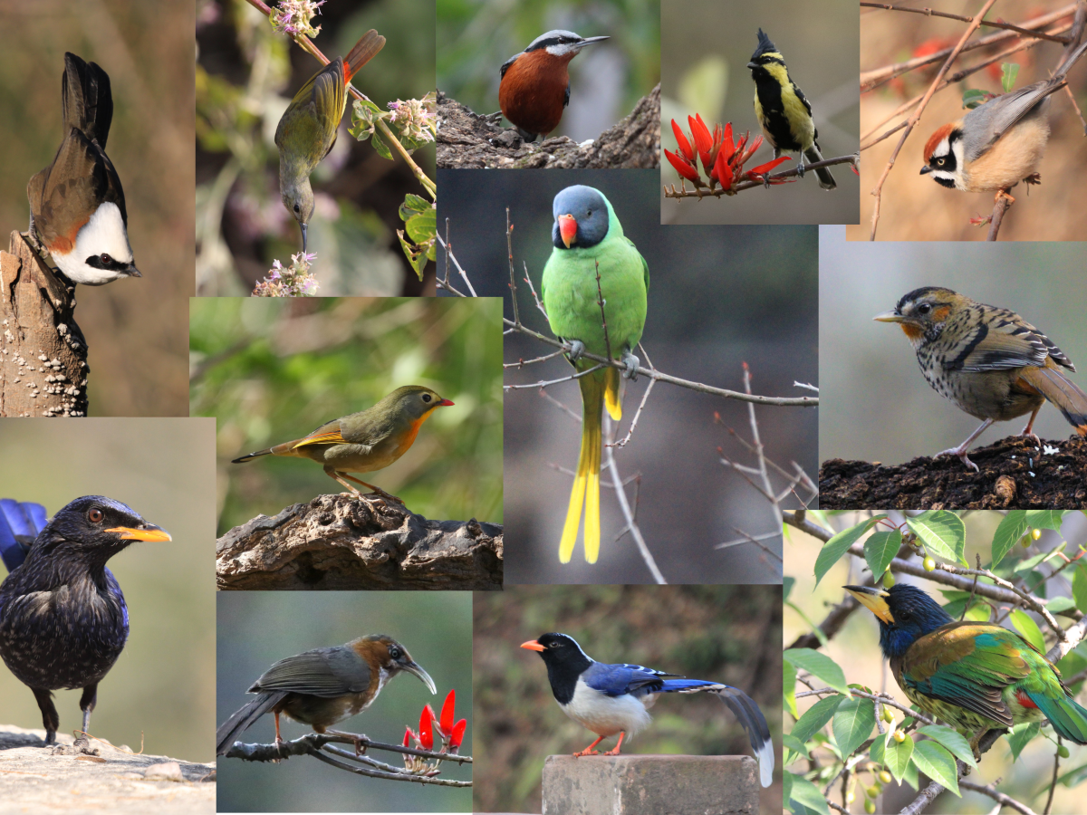 The Chakki Mor&nbsp;Files