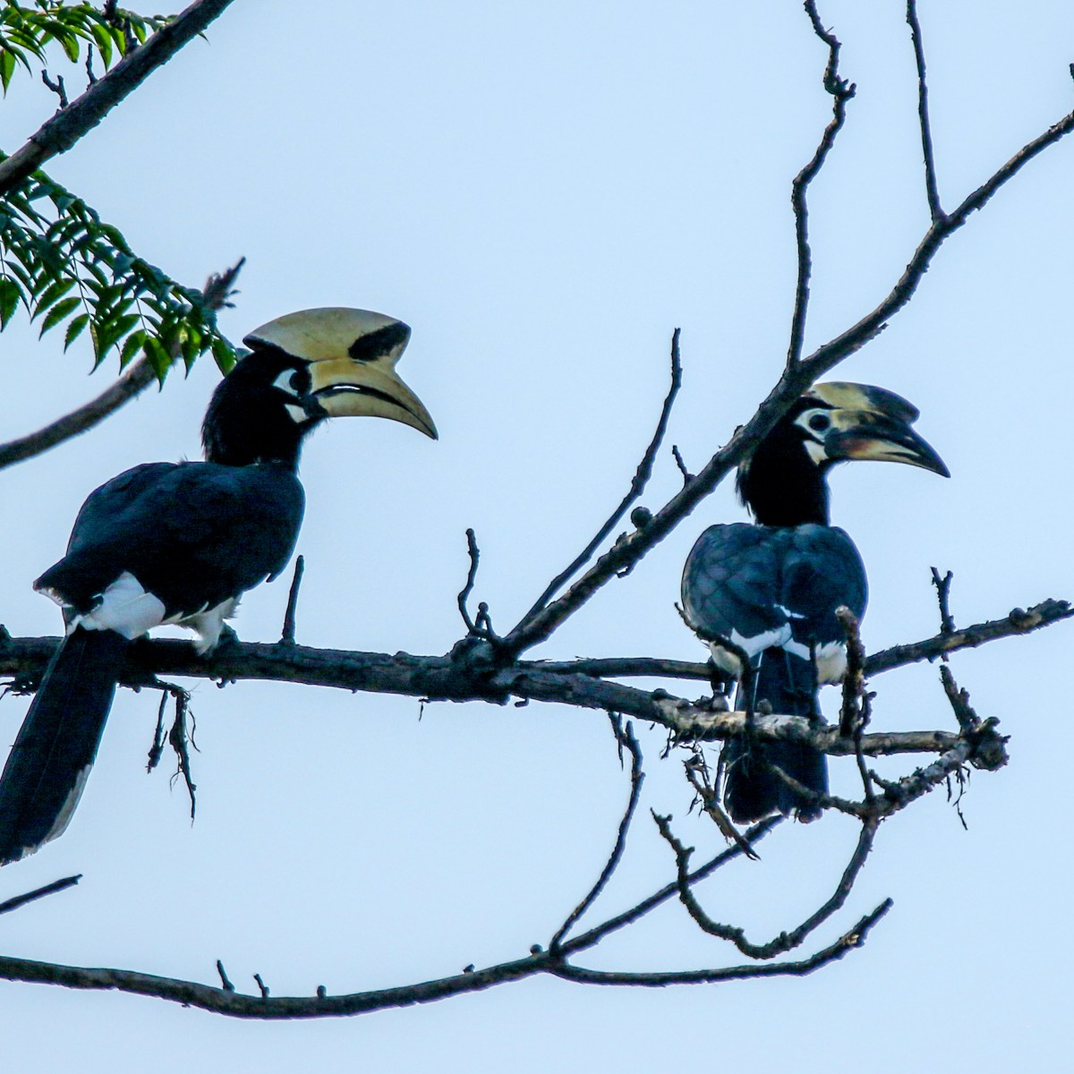 Majestic Monochrome – Oriental Pied&nbsp;Hornbill