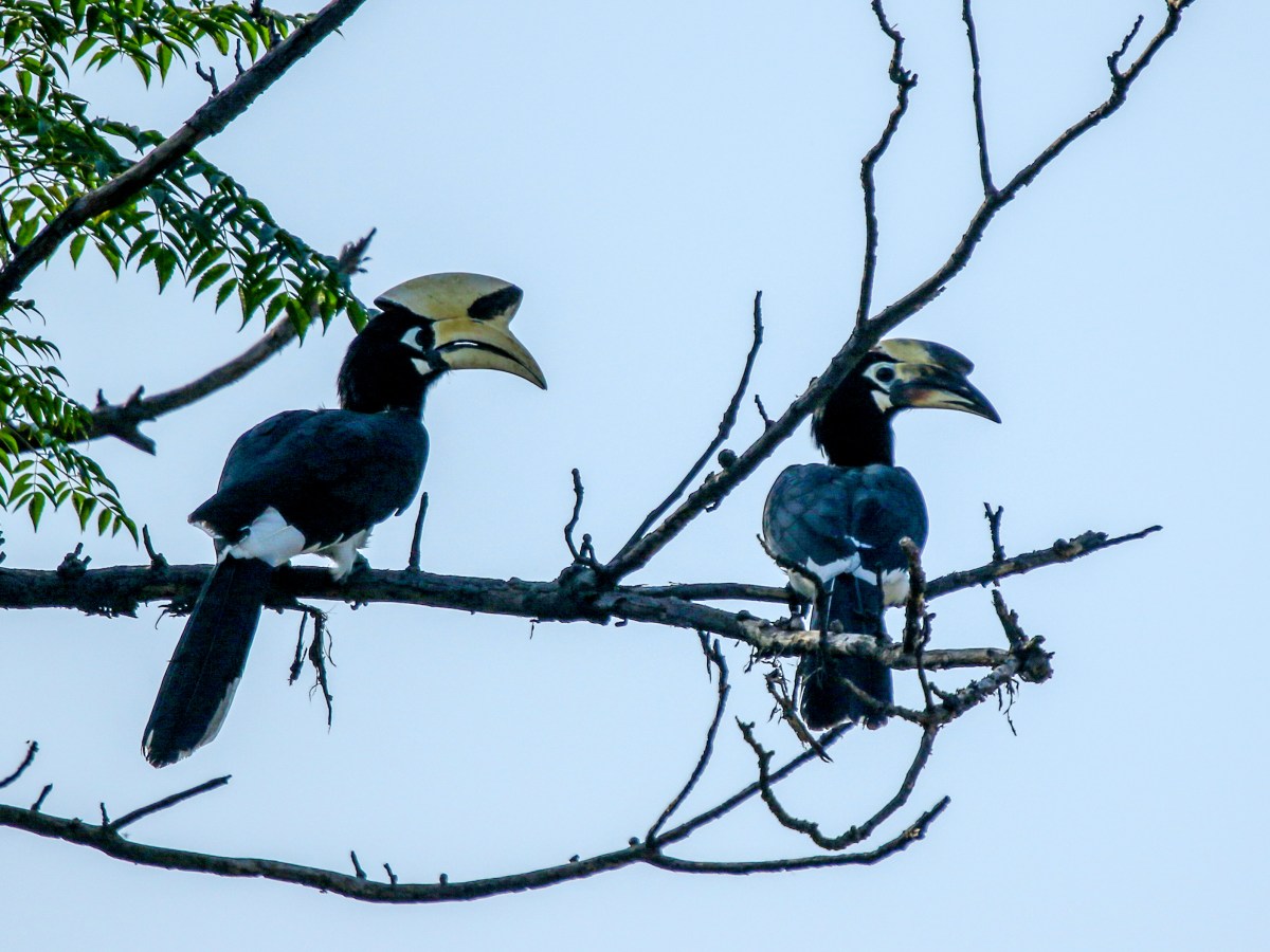 Majestic Monochrome – Oriental Pied&nbsp;Hornbill