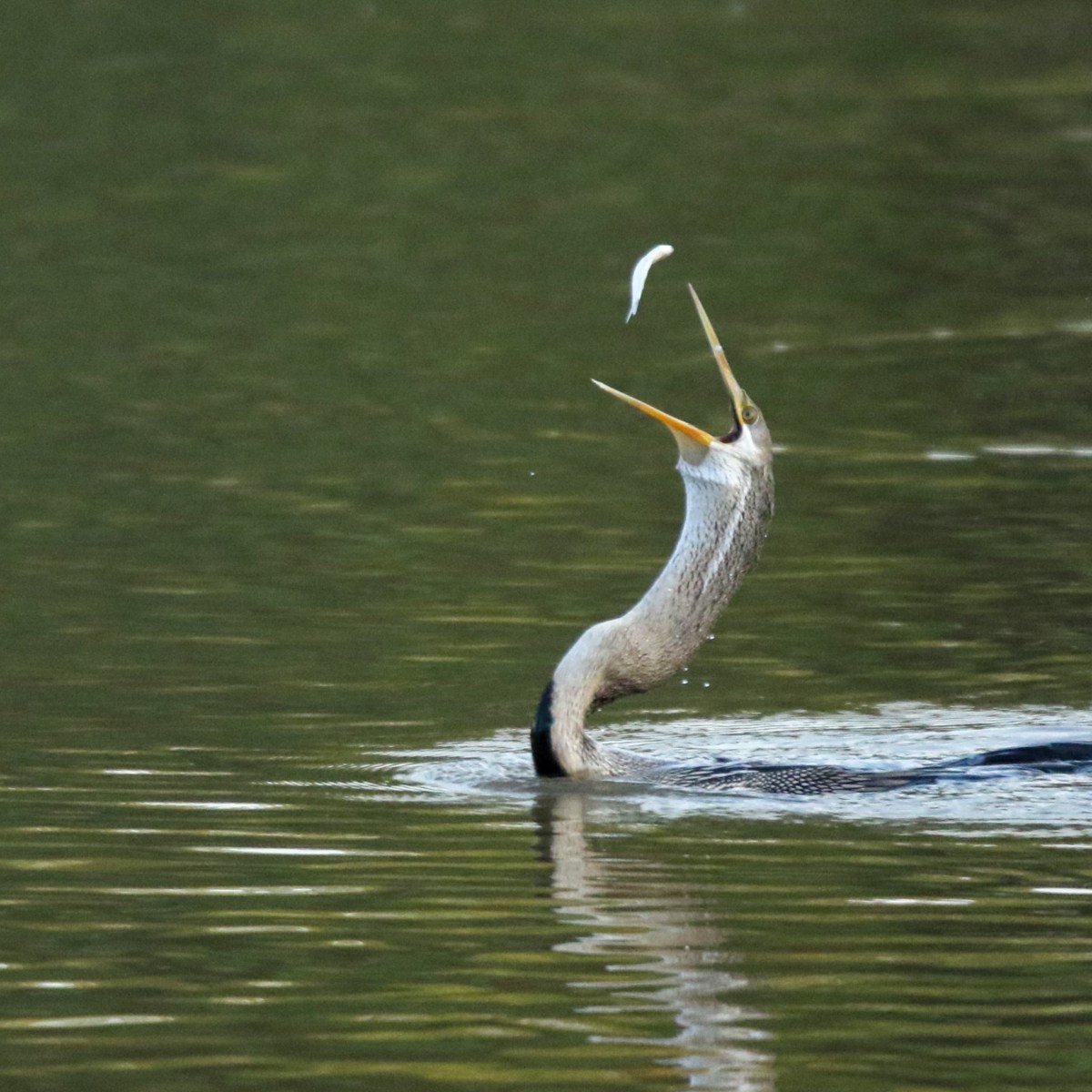 Oriental Darter –&nbsp;Snakebird