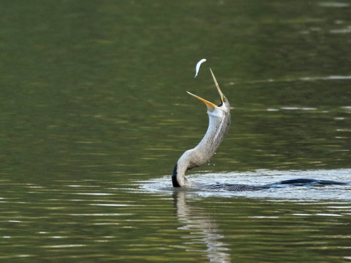 Oriental Darter –&nbsp;Snakebird