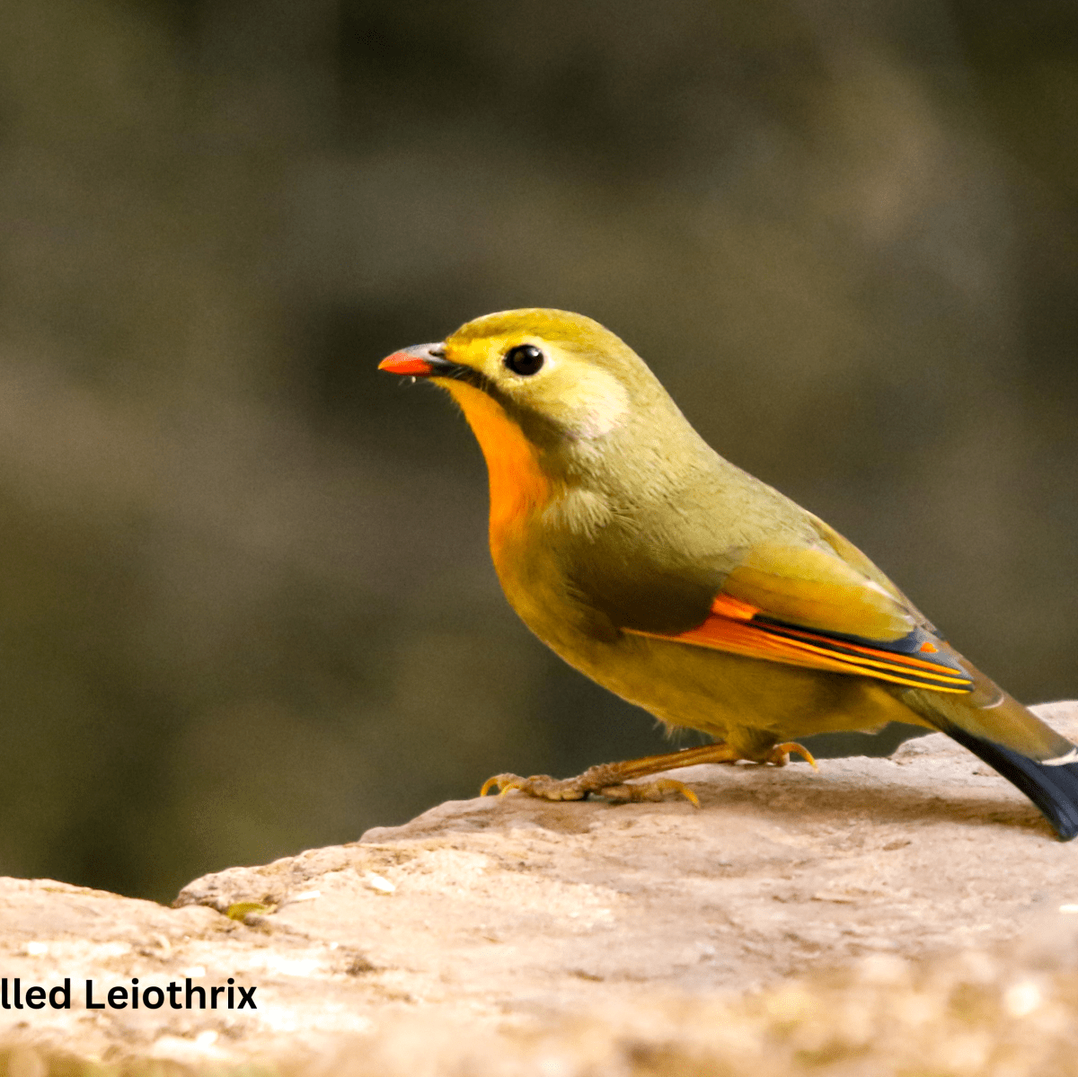 Kaleidoscope of Colors