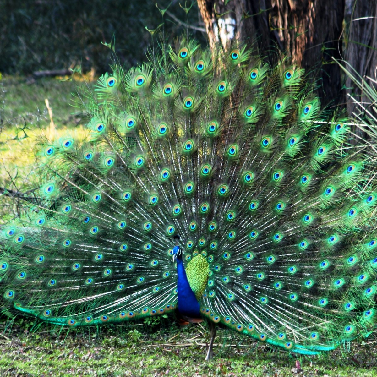 The Majestic Indian&nbsp;Peafowl
