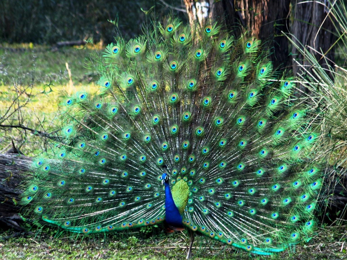 The Majestic Indian&nbsp;Peafowl