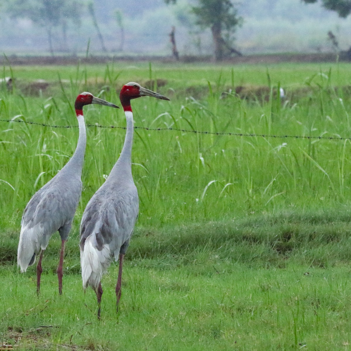Where there’s a will, there’s is a&nbsp;bird