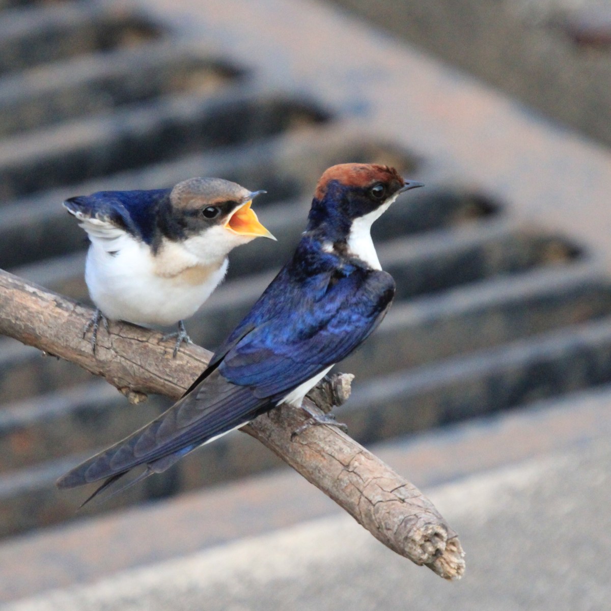 The Art of&nbsp;Living