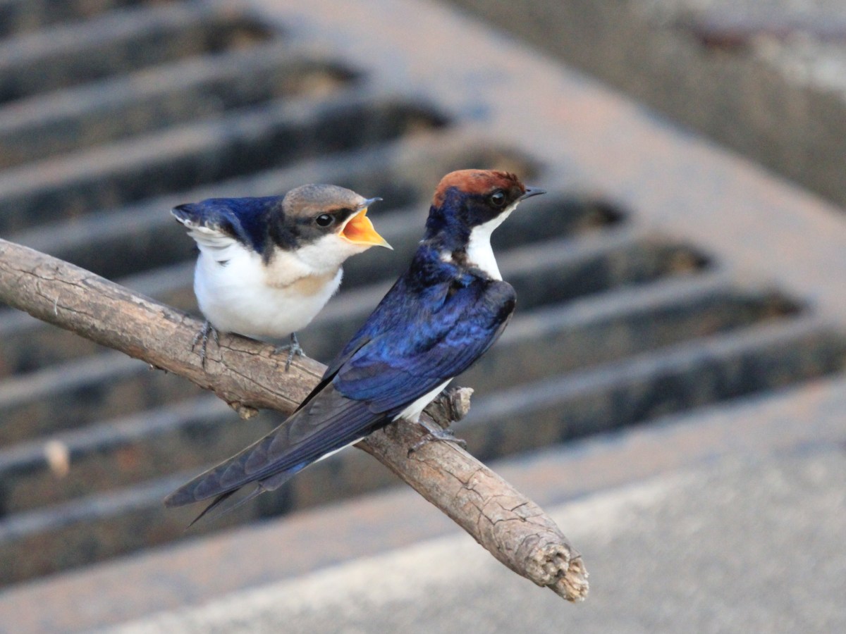 The Art of&nbsp;Living