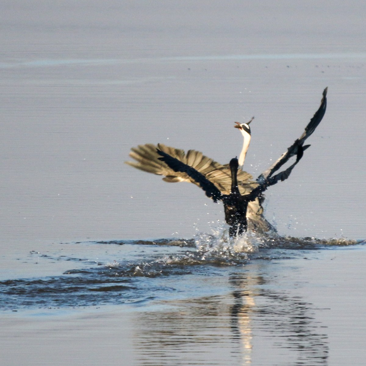 A tale of two&nbsp;hunters