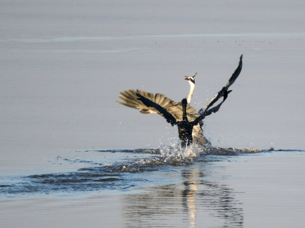 A tale of two&nbsp;hunters