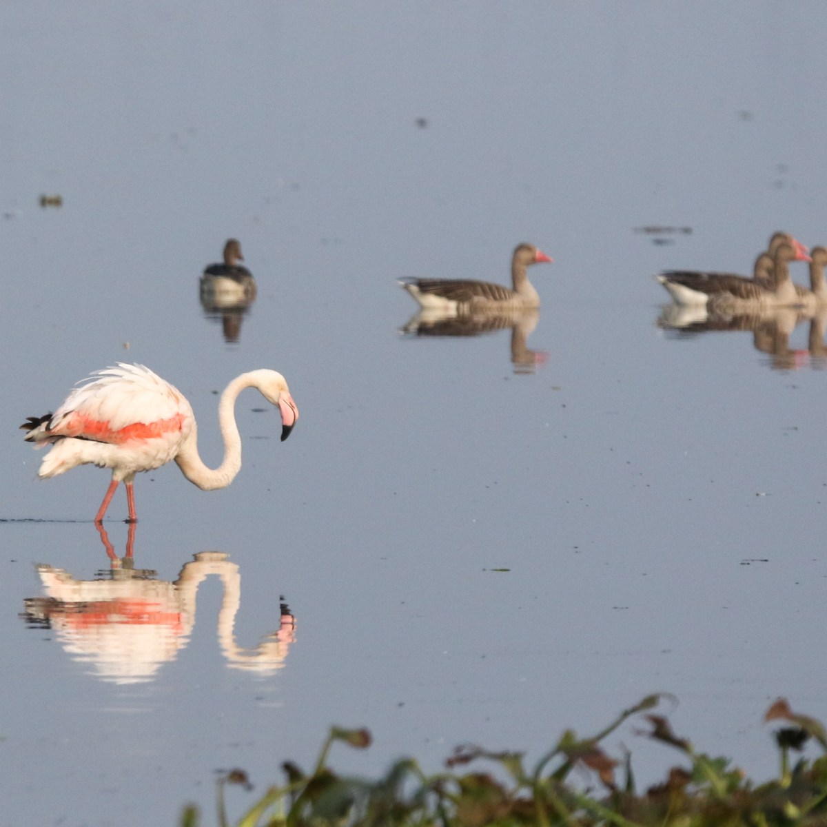 Birding at Chandu Wetland: A Dream&nbsp;Fulfilled