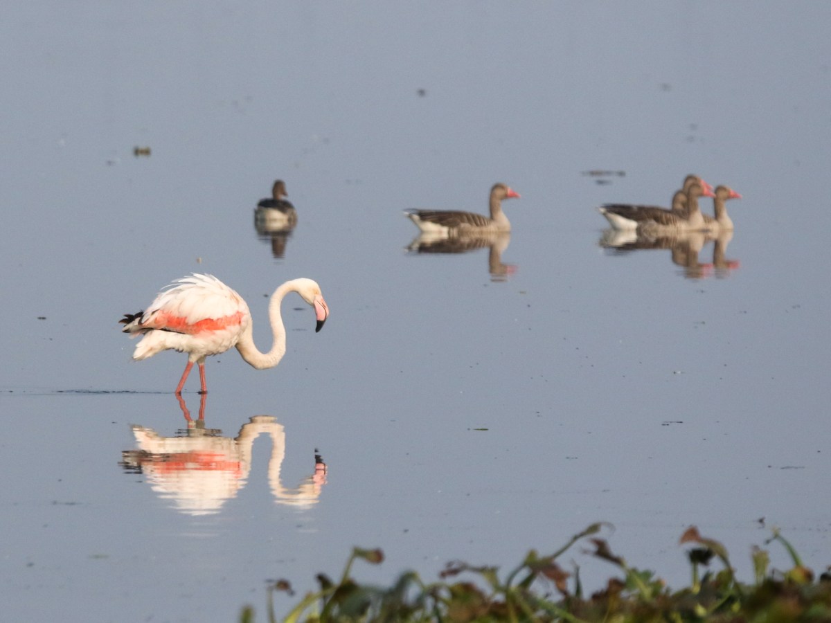 Birding at Chandu Wetland: A Dream&nbsp;Fulfilled