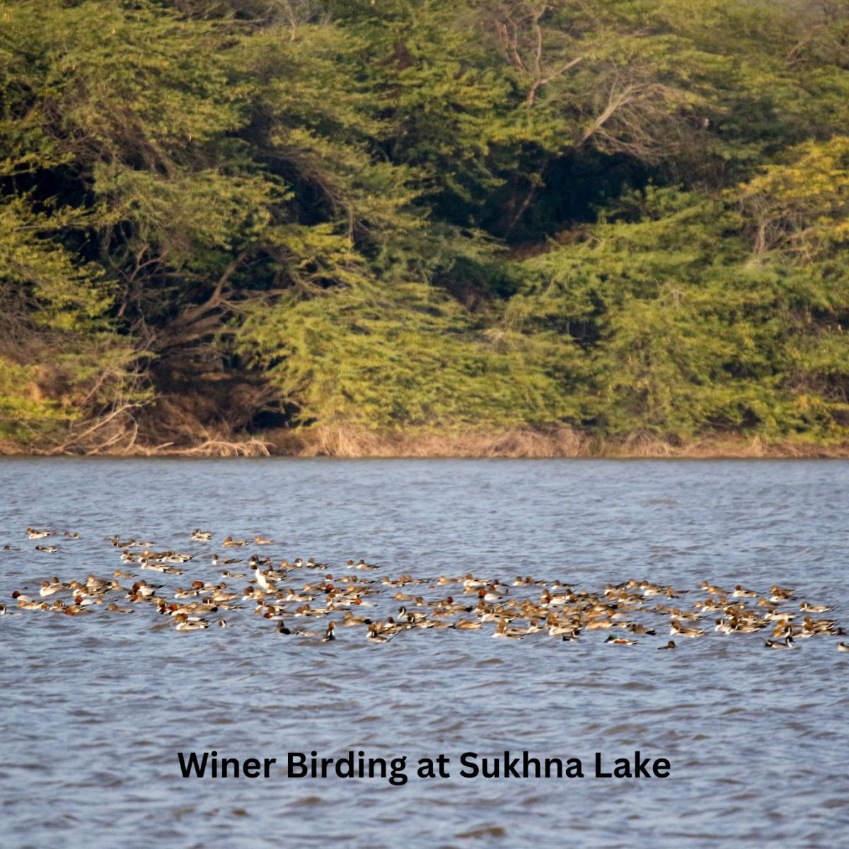 Winter Birding at Sukhna Lake: A Season to&nbsp;Remember