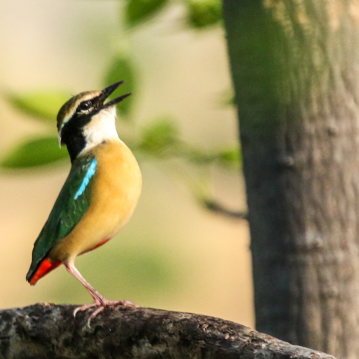 The Jewel of&nbsp;Thapli