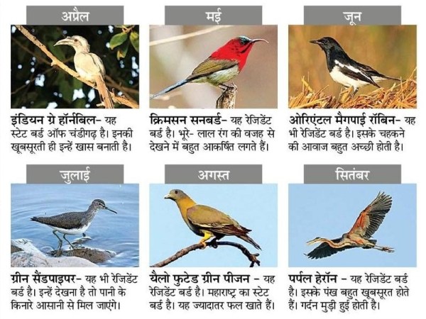 Bird Calendar 2025