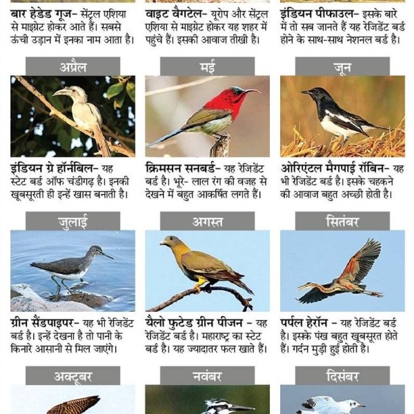 Bird Calendar 2025