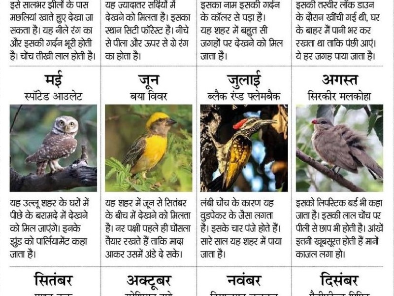 Bird Calendar 2022