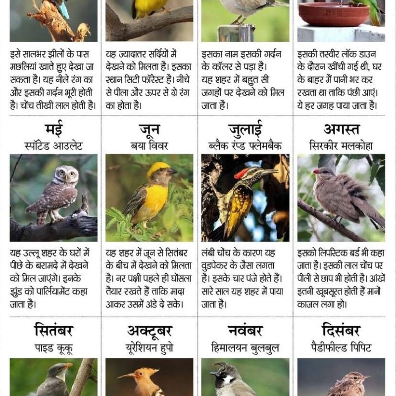 Bird Calendar 2022