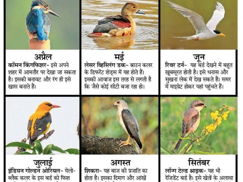 Bird Calendar 2023