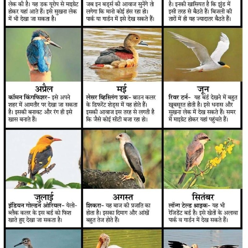 Bird Calendar 2023