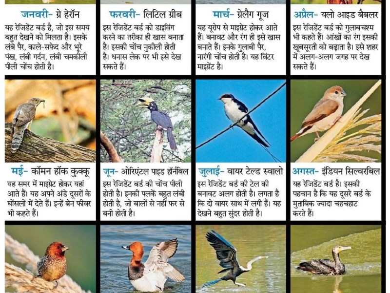 Bird Calendar 2024