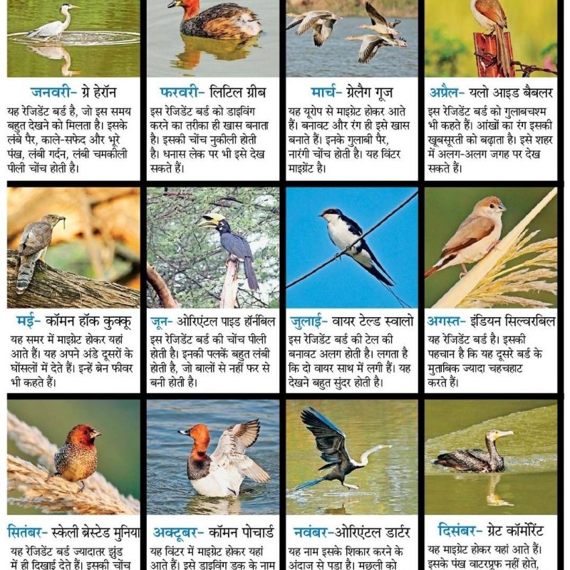 Bird Calendar 2024