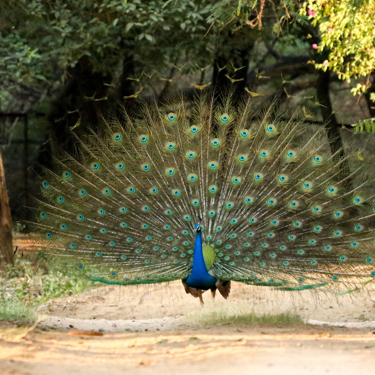 The Joy of Photographing Large&nbsp;Birds