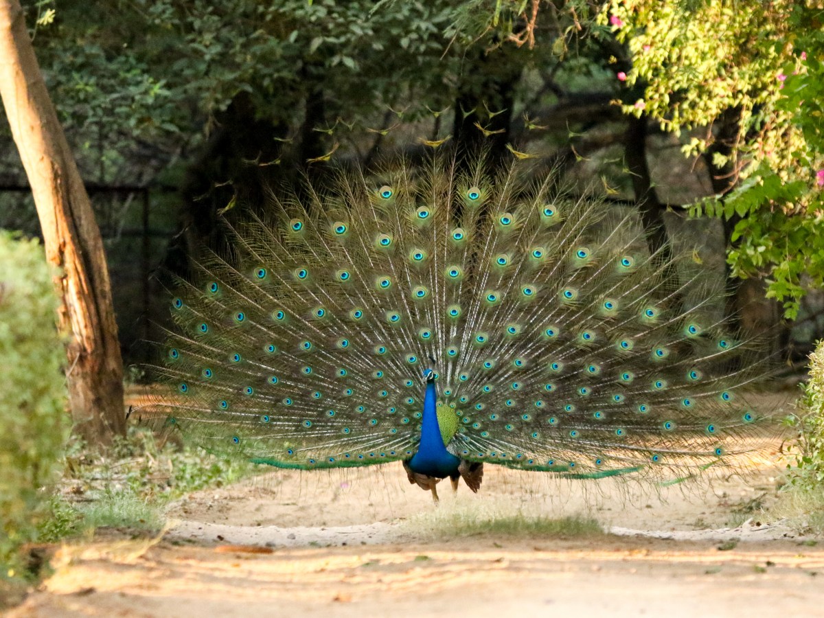 The Joy of Photographing Large&nbsp;Birds