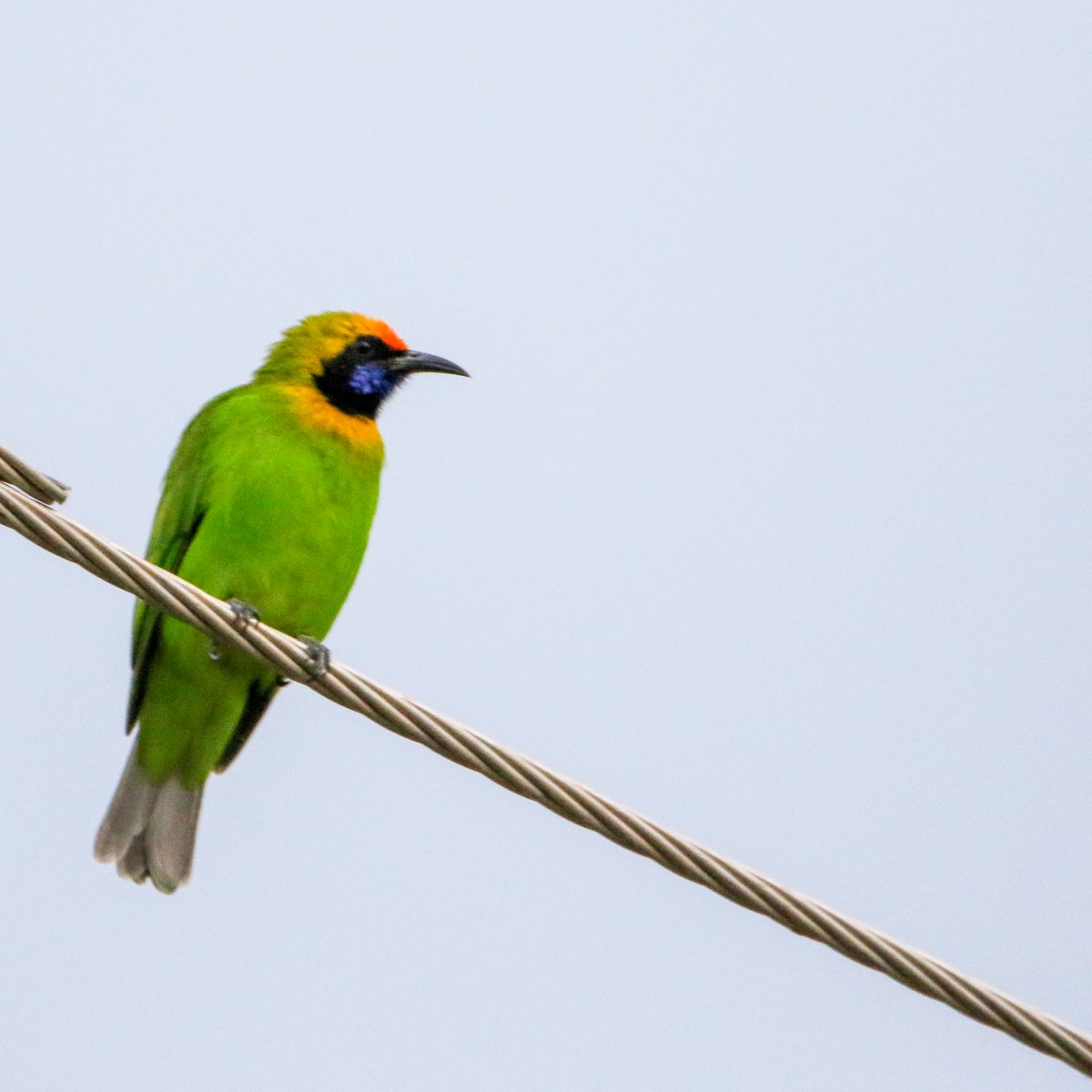 Exciting Birding Season: Two Rarities in&nbsp;Chandigarh
