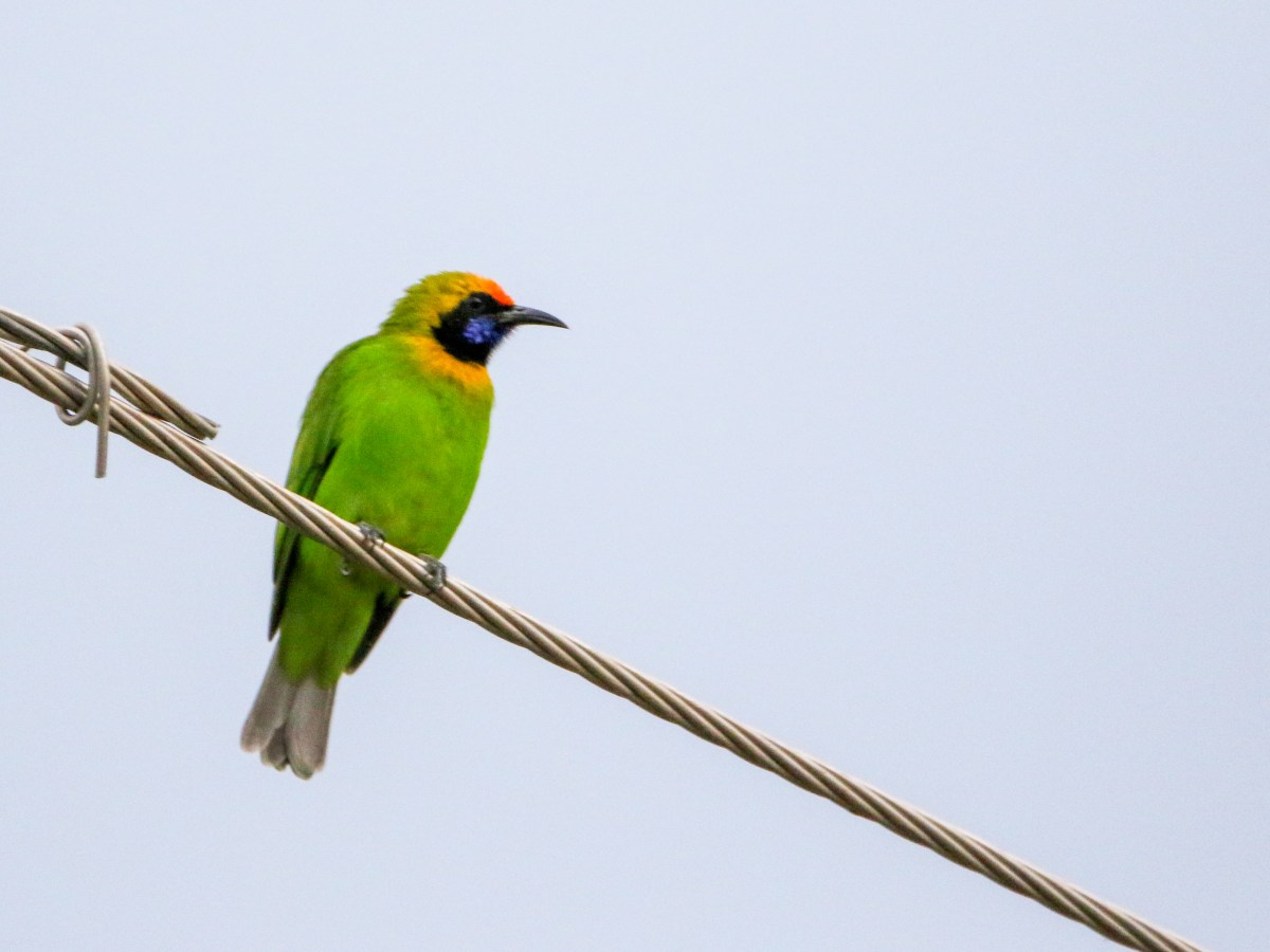 Exciting Birding Season: Two Rarities in&nbsp;Chandigarh
