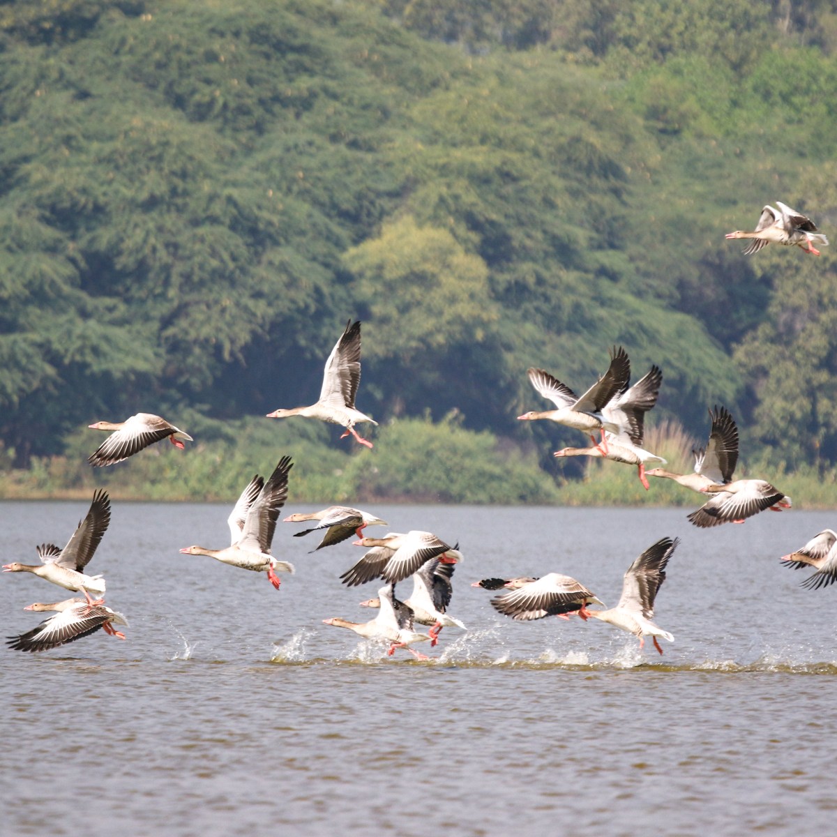 Wildbuzz | Autumn fall of leaves call of&nbsp;geese