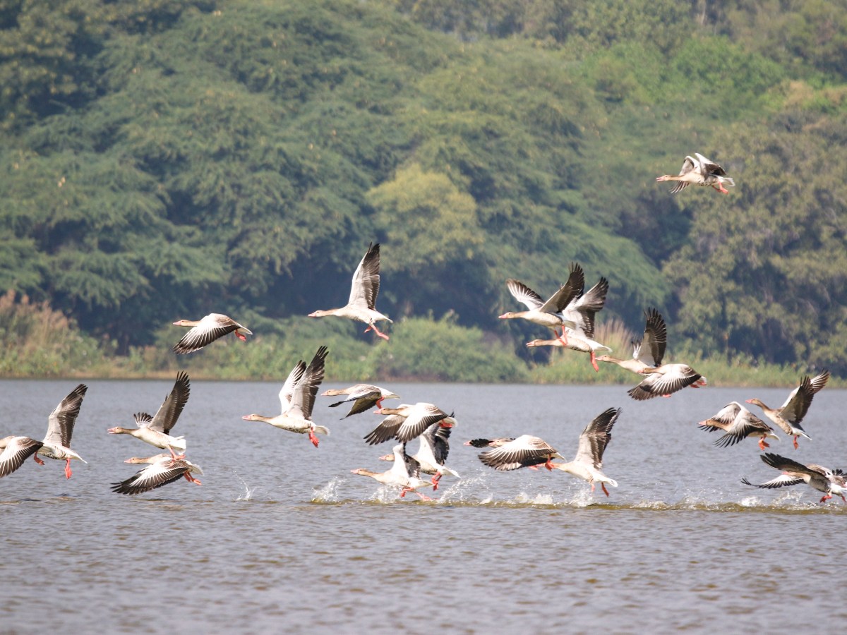Wildbuzz | Autumn fall of leaves call of&nbsp;geese