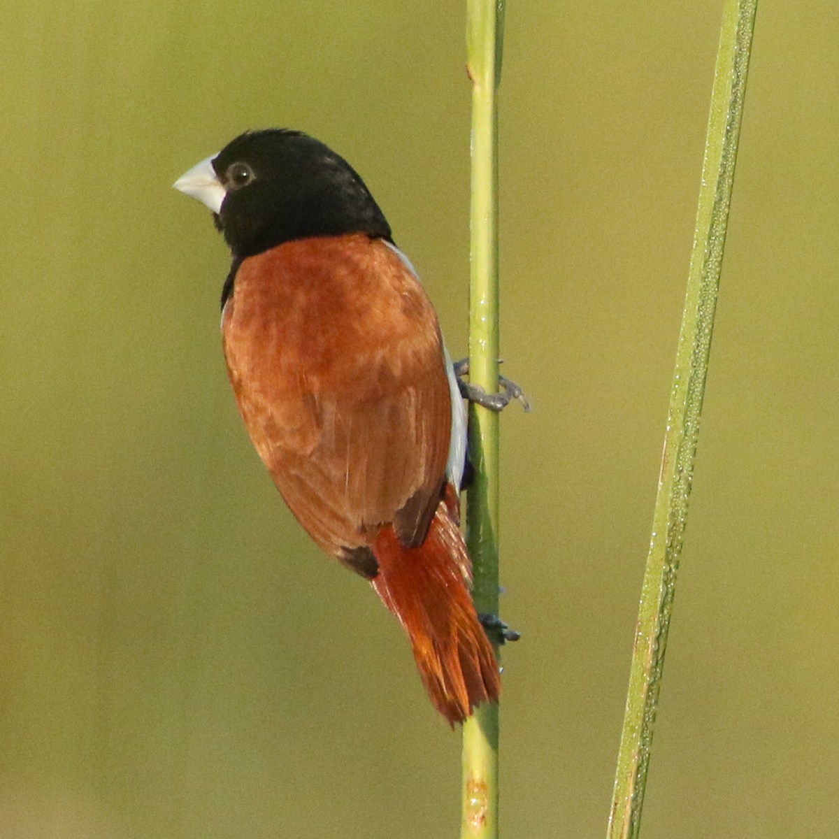 A Dream in&nbsp;feathers