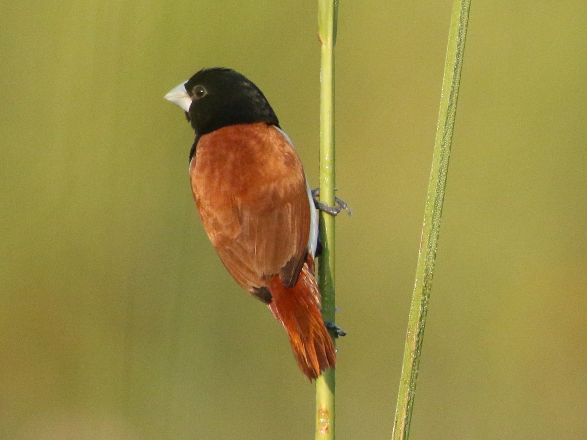 A Dream in&nbsp;feathers