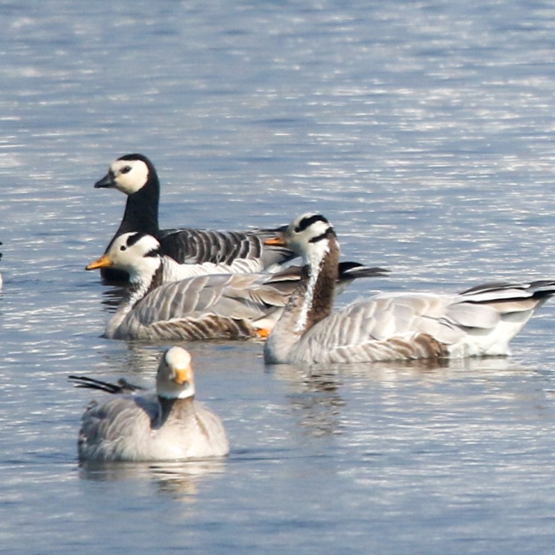 Wildbuzz | Great news for tricity&nbsp;birders