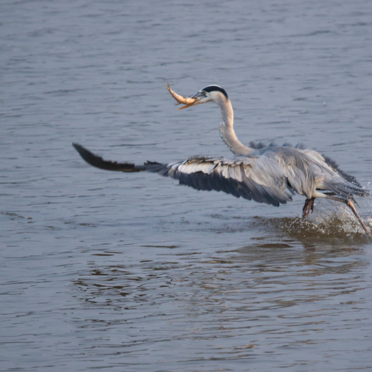 Wildbuzz | Winter tales of&nbsp;Sukhna