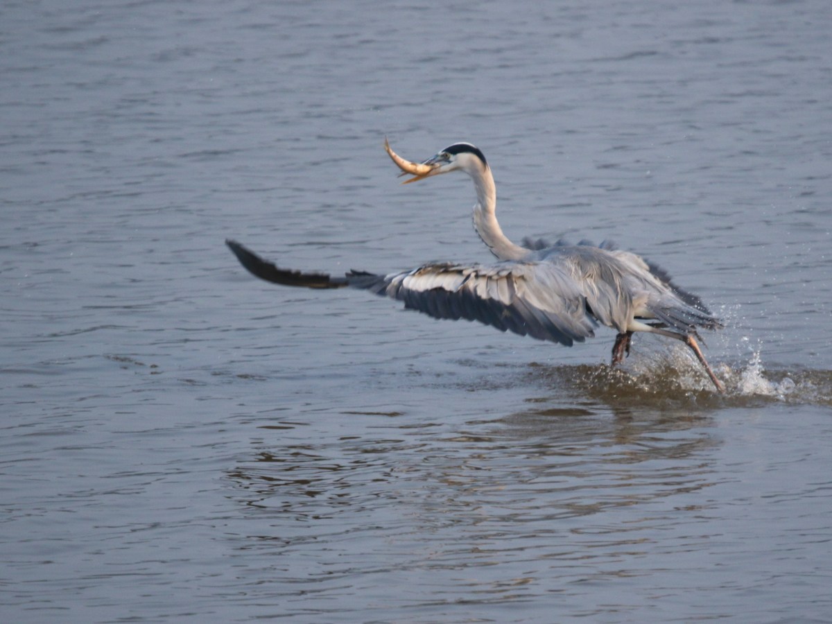 Wildbuzz | Winter tales of&nbsp;Sukhna