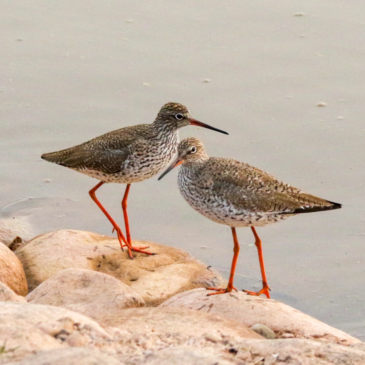 Wildbuzz | It is time to say good&nbsp;bye