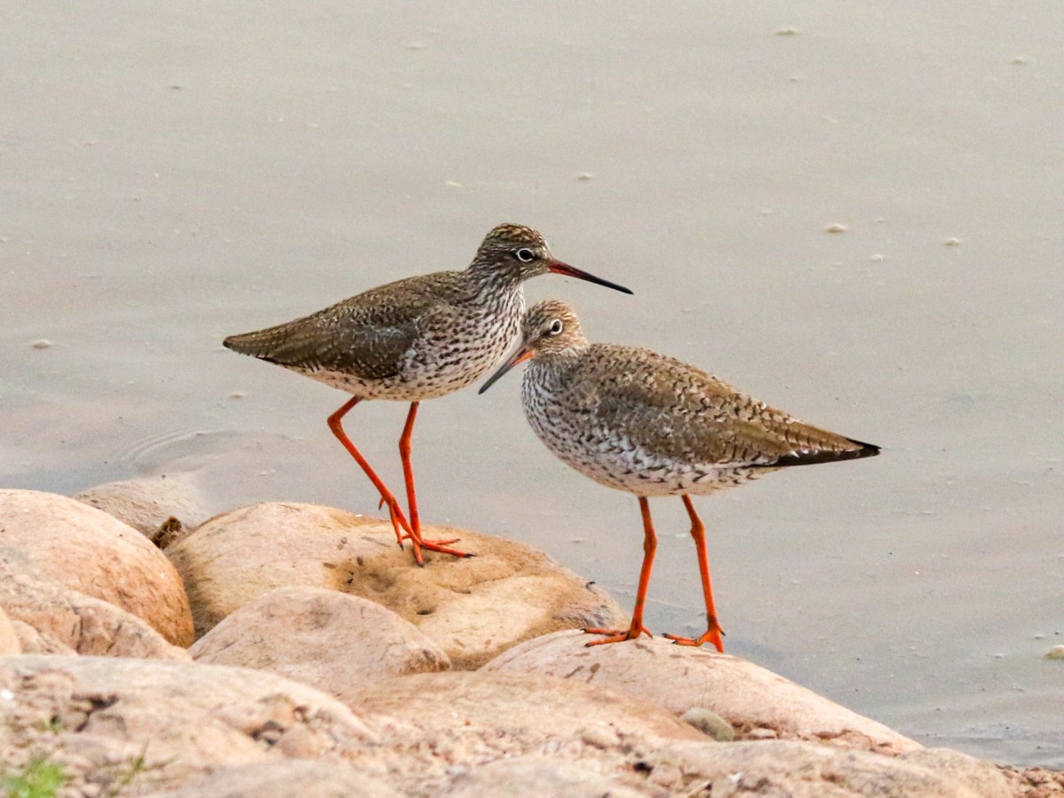 Wildbuzz | It is time to say good&nbsp;bye