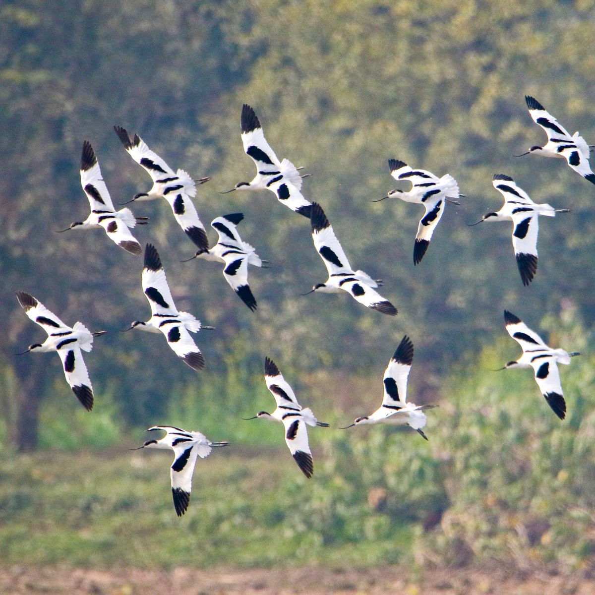 Winter’s Winged Symphony