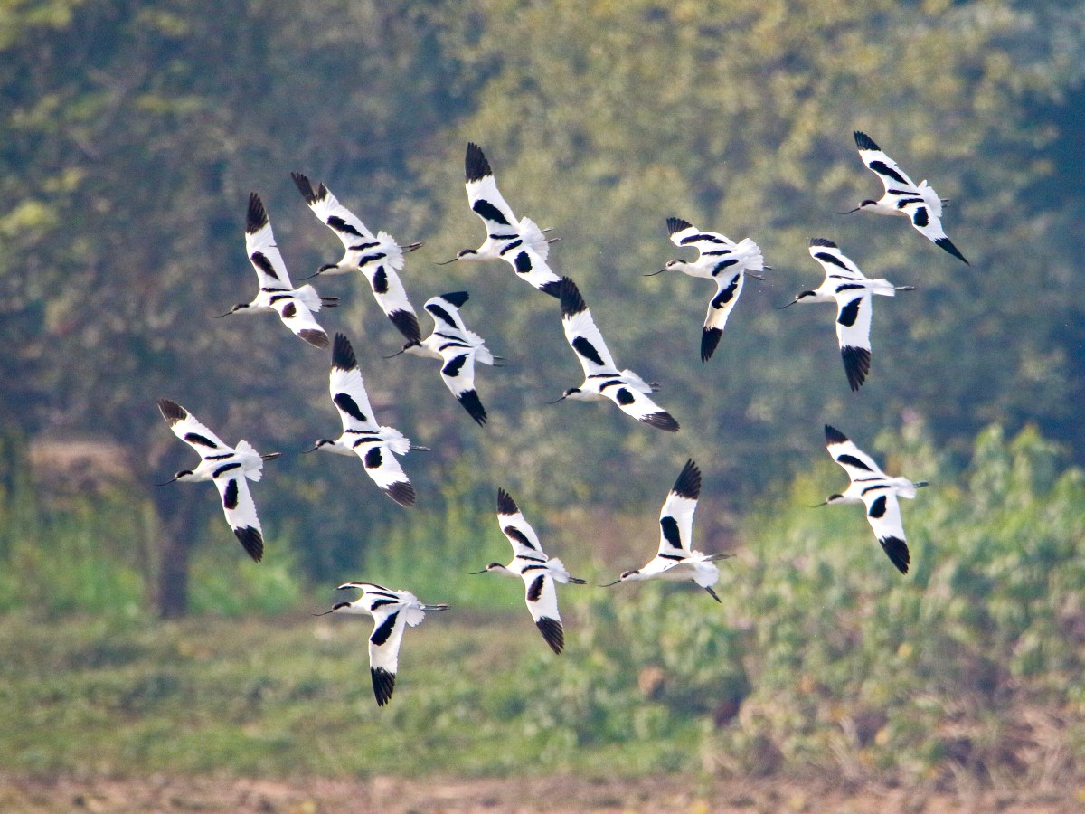 Winter’s Winged Symphony