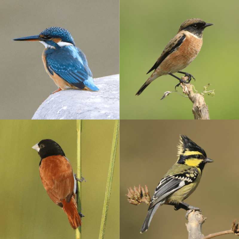 Wings Through Time: My Birding Journey of&nbsp;2025