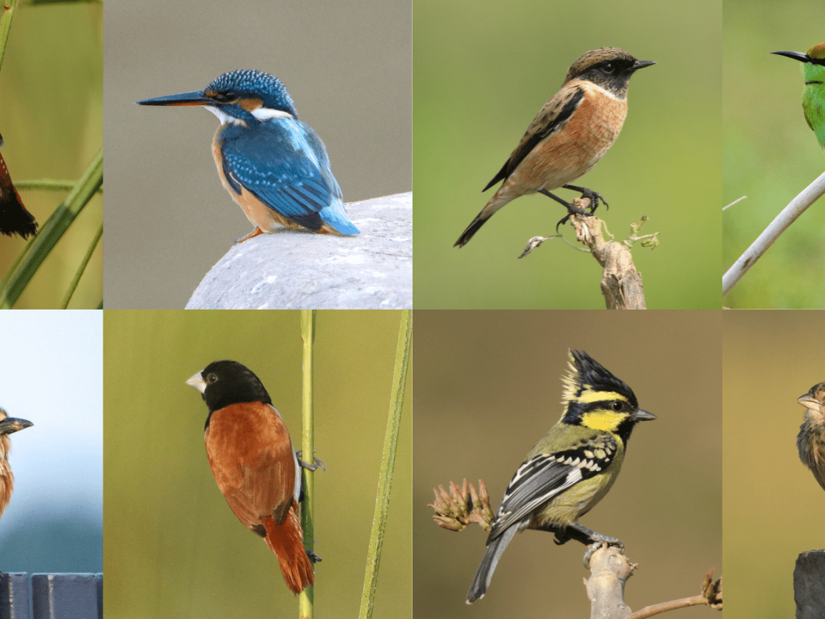 Wings Through Time: My Birding Journey of&nbsp;2025