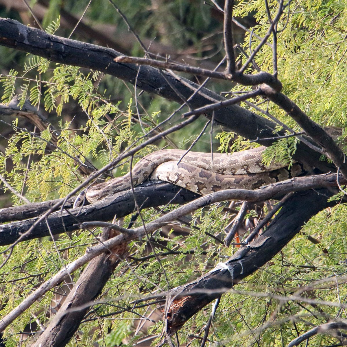 Wildbuzz | Serpent’s worship of Sun&nbsp;God